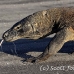 dragon_komodo_hsb_rinca_h_0813_kom2588.jpg